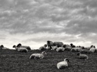 Deichleben #2  PENTAX K-3 Mark III Monochrome, HD PENTAX - DA* 2.8/16-50 ED PLM AW - 29.11.2024 -
