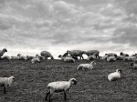 Deichleben #3  PENTAX K-3 Mark III Monochrome, HD PENTAX - DA* 2.8/16-50 ED PLM AW - 29.11.2024 -
