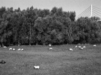 Schafe im Lippe Naturschutz  Pentax MZ-S, SMC PENTAX-FA 1.8/77 Limited, Gelbfilter, ADOX CHS 100II  -29.09.2024 -