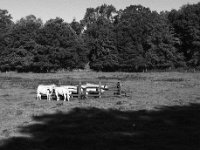 Rinder auf der Waldweide  Pentax MZ-S, SMC PENTAX-FA 1.8/77 Limited, Gelbfilter, ADOX CHS 100II  -29.09.2024 -