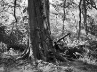 Alte Buche mit Baumpilzen  Pentax MZ-S, SMC PENTAX-FA 1.8/77 Limited, Gelbfilter, ADOX CHS 100II  -29.09.2024 -