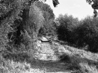 Weg am Rheinufer  Pentax MZ-S, SMC PENTAX-FA 1.8/77 Limited, Gelbfilter, ADOX CHS 100II  -29.09.2024 -