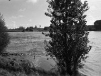 Rheinufer  Pentax MZ-S, SMC PENTAX-FA 1.8/77 Limited, Gelbfilter, ADOX CHS 100II  -29.09.2024 -