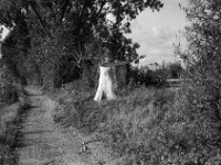 Rheinuferweg  Pentax MZ-S, SMC PENTAX-FA 1.8/77 Limited, Gelbfilter, ADOX CHS 100II  -29.09.2024 -