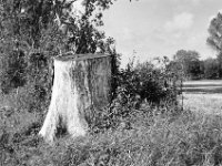 Vor Jahren war es noch ein großer Baum  Pentax MZ-S, SMC PENTAX-FA 1.8/77 Limited, Gelbfilter, ADOX CHS 100II  -29.09.2024 -