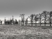 Baumreihe Bislicher Insel  PENTAX K-3 Mark III Monochrome, SMC PENTAX-FA 1.8/31 AL Limited  - 02.02.2025 -