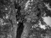 Hohl aber standfest  PENTAX K-3 Mark III Monochrome, HD PENTAX - HD PENTAX - DA* 2.8/16-50 ED PLM AW   - 02.09-2025 -