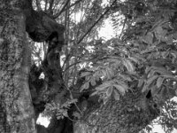 Durchblick  PENTAX K-3 Mark III Monochrome, HD PENTAX - HD PENTAX - DA* 2.8/16-50 ED PLM AW   - 02.09-2025 -