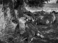 Begrüßung  PENTAX K-3 Mark III Monochrome, HD PENTAX - HD PENTAX - DA* 2.8/16-50 ED PLM AW   - 02.09-2025 -