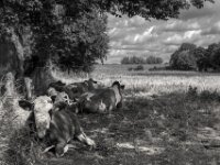 Schattenplatz  PENTAX K-3 Mark III Monochrome, HD PENTAX - HD PENTAX - DA* 2.8/16-50 ED PLM AW   - 02.09-2025 -