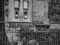 Bienenfutter und Kunsthund  PENTAX K-3 Mark III Monochrome, HD PENTAX - HD PENTAX - DA* 2.8/16-50 ED PLM AW   - 02.09-2025 -