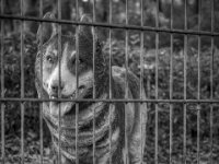 Rettungshunde  Werbehund  PENTAX K-3 Mark III Monochrome, HD PENTAX - HD PENTAX - DA* 2.8/16-50 ED PLM AW   - 02.09-2025 -
