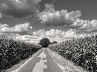 Zwischen Maisfeldern  PENTAX K-3 Mark III Monochrome, HD PENTAX - HD PENTAX - DA* 2.8/16-50 ED PLM AW   - 02.09-2025 -