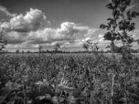 Wolken überm Maisfeld