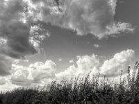 Ein Rest Feldrainhecke  PENTAX K-3 Mark III Monochrome, HD PENTAX - HD PENTAX - DA* 2.8/16-50 ED PLM AW   - 02.09-2025 -