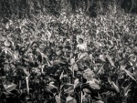 Sonnenblume im Feld  PENTAX K-3 Mark III Monochrome, smc PENTAX-FA 43mm F1.9 Limited   - 02.10.2025 -