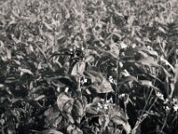 Feldrand  PENTAX K-3 Mark III Monochrome, smc PENTAX-FA 43mm F1.9 Limited   - 02.10.2025 -