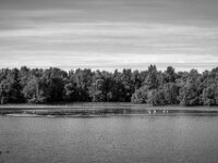 Besucher auf dem See  PENTAX K-3 Mark III Monochrome, smc PENTAX-FA 43mm F1.9 Limited   - 02.10.2025 -