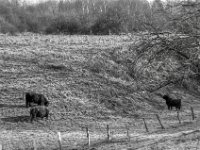 Highlander  PENTAX K-3 Mark III Monochrome, HD PENTAX - DA* 2.8/16-50 ED PLM AW  - 03.02.2025 -