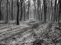 Morgenlicht im Wald  PENTAX K-3 Mark III Monochrome, HD PENTAX - DA* 2.8/16-50 ED PLM AW  - 03.02.2025 -