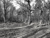 Waldweg hinab  PENTAX K-3 Mark III Monochrome, HD PENTAX - DA* 2.8/16-50 ED PLM AW  - 03.02.2025 -