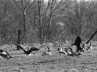 Wildgänse  PENTAX K-3 Mark III Monochrome, HD PENTAX - DA* 2.8/16-50 ED PLM AW  - 03.02.2025 -
