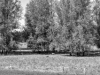 Schafe  PENTAX K-3 Mark III Monochrome, SMC PENTAX-FA 1.9/43 Limited  - 04.07.2025 -