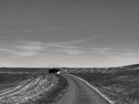 Am Rheindeich  PENTAX K-3 Mark III Monochrome, SMC PENTAX-FA 1.9/43 Limited  - 04.07.2025 -