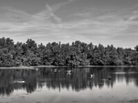 Schwanenfamilie - kleiner See II  PENTAX K-3 Mark III Monochrome, SMC PENTAX-FA 1.9/43 Limited  - 04.07.2025 -