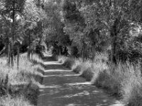 Weg  PENTAX K-3 Mark III Monochrome, SMC PENTAX-FA 1.9/43 Limited  - 04.07.2025 -