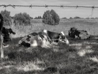 Kühe auf der Weide  PENTAX K-3 Mark III Monochrome, SMC PENTAX-FA 1.9/43 Limited  - 04.07.2025 -