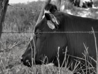 Hinterm Stacheldraht  PENTAX K-3 Mark III Monochrome, SMC PENTAX-FA 1.9/43 Limited  - 04.07.2025 -