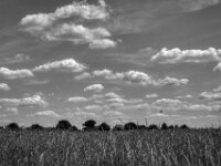 Getreide und Wolken  PENTAX K-3 Mark III Monochrome, SMC PENTAX-FA 1.9/43 Limited  - 04.07.2025 -