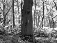 Hinweis im Wald  PENTAX K-3 Mark III Monochrome, SMC PENTAX-FA 1.9/43 Limited  - 04.07.2025 -