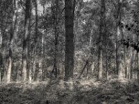 Farn und Kiefern  PENTAX K-3 Mark III Monochrome, SMC PENTAX-FA 1.9/43 Limited  - 04.07.2025 -
