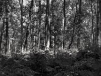 Licht und Schatten  PENTAX K-3 Mark III Monochrome, SMC PENTAX-FA 1.9/43 Limited  - 04.07.2025 -