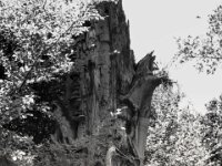 Ihre Krone ist schon längst gefallen  PENTAX K-3 Mark III Monochrome, SMC PENTAX-FA 1.9/43 Limited  - 04.07.2025 -