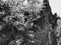 Sie hat aber noch drei Äste  PENTAX K-3 Mark III Monochrome, SMC PENTAX-FA 1.9/43 Limited  - 04.07.2025 -