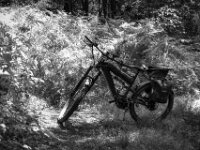 Halt bei der alten Buche  PENTAX K-3 Mark III Monochrome, SMC PENTAX-FA 1.9/43 Limited  - 04.07.2025 -