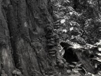 Die Baumpilze nagen an ihr  PENTAX K-3 Mark III Monochrome, SMC PENTAX-FA 1.9/43 Limited  - 04.07.2025 -