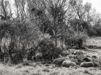 Schafherde im Schatten  PENTAX K-3 Mark III Monochrome, HD PENTAX - DA* 2.8/16-50 ED PLM AW  - 04.04.2025 -
