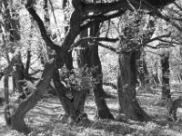 Märchenhaft  PENTAX K-3 Mark III Monochrome, HD PENTAX - DA* 2.8/16-50 ED PLM AW  - 04.04.2025 -