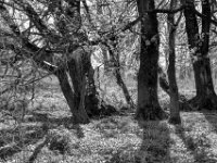 Wäldchen am Rheinufer  PENTAX K-3 Mark III Monochrome, HD PENTAX - DA* 2.8/16-50 ED PLM AW  - 04.04.2025 -
