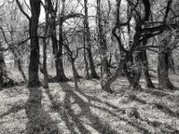 Licht und Schatten  PENTAX K-3 Mark III Monochrome, HD PENTAX - DA* 2.8/16-50 ED PLM AW  - 04.04.2025 -