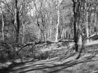 Hindernis auf dem Weg  PENTAX K-3 Mark III Monochrome, HD PENTAX - DA* 2.8/16-50 ED PLM AW  - 04.04.2025 -