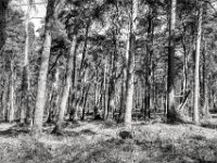 Windschiefe Kiefern  PENTAX K-3 Mark III Monochrome, HD PENTAX - DA* 2.8/16-50 ED PLM AW  - 04.04.2025 -