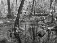 Tümpel im Wald  PENTAX K-3 Mark III Monochrome, HD PENTAX - DA* 2.8/16-50 ED PLM AW  - 04.04.2025 -