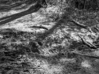 Schlamm auf dem Waldweg  PENTAX K-3 Mark III Monochrome, HD PENTAX - DA* 2.8/16-50 ED PLM AW  - 04.04.2025 -
