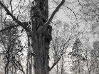 Die alte Buche  PENTAX K-3 Mark III Monochrome, HD PENTAX - DA* 2.8/16-50 ED PLM AW  - 04.04.2025 -