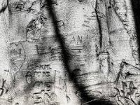 Narben in der Rinde  PENTAX K-3 Mark III Monochrome, HD PENTAX - DA* 2.8/16-50 ED PLM AW  - 04.04.2025 -